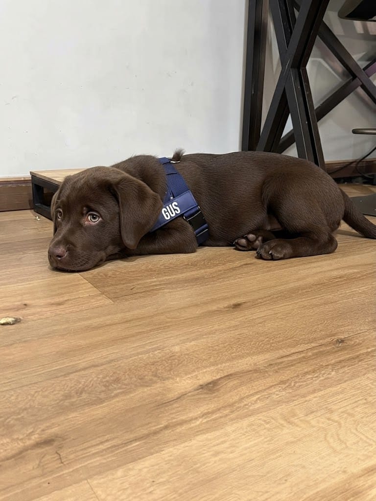 Customer photo review of Arnés personalizado para perros
