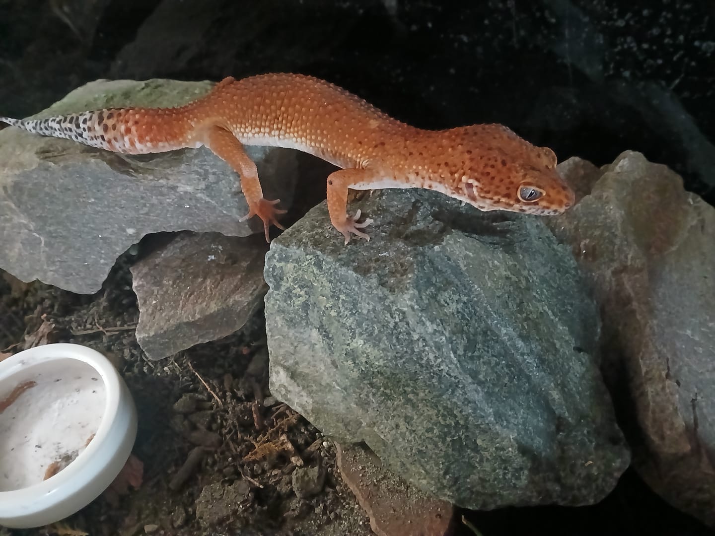 Customer photo review of Male Mandarin Inferno Emerine