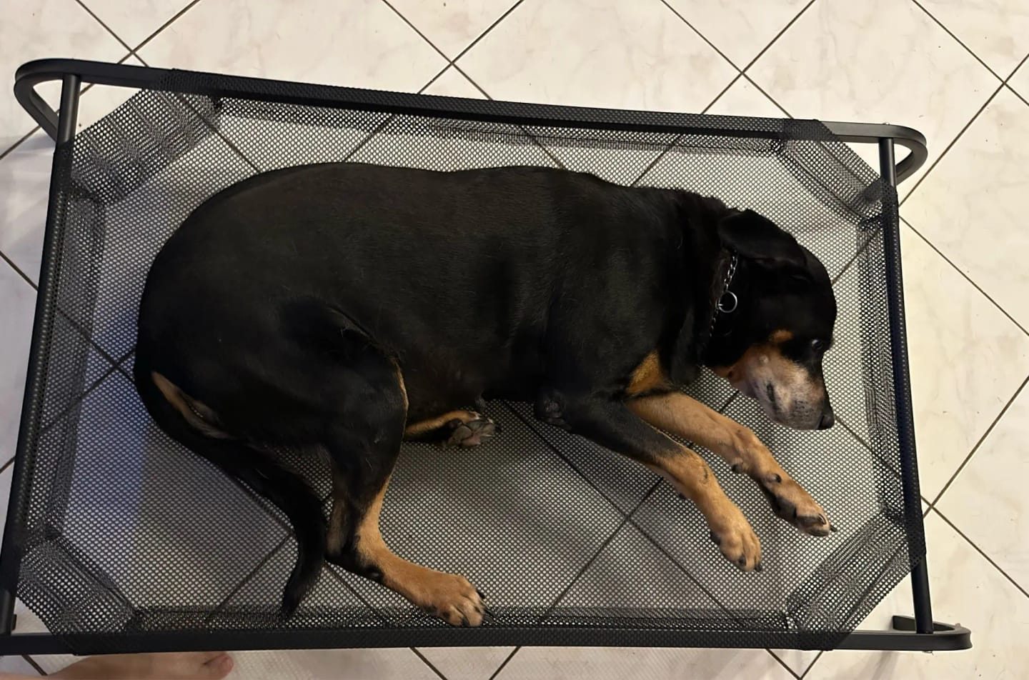 Customer photo review of Elevated Dog Bed with Breathable Cooling Mesh