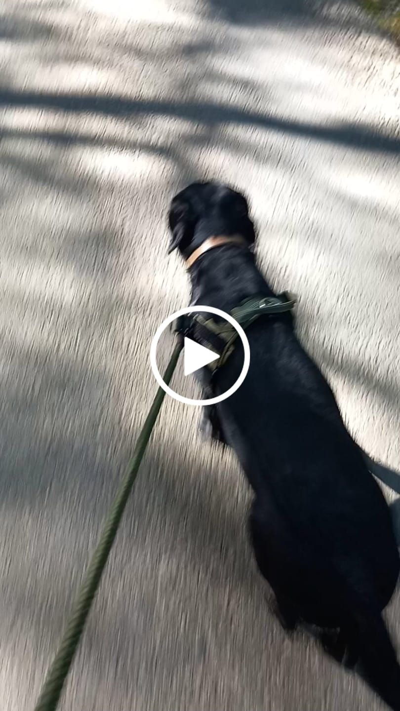 Customer video review of ParoPet No Pull Dog Harness