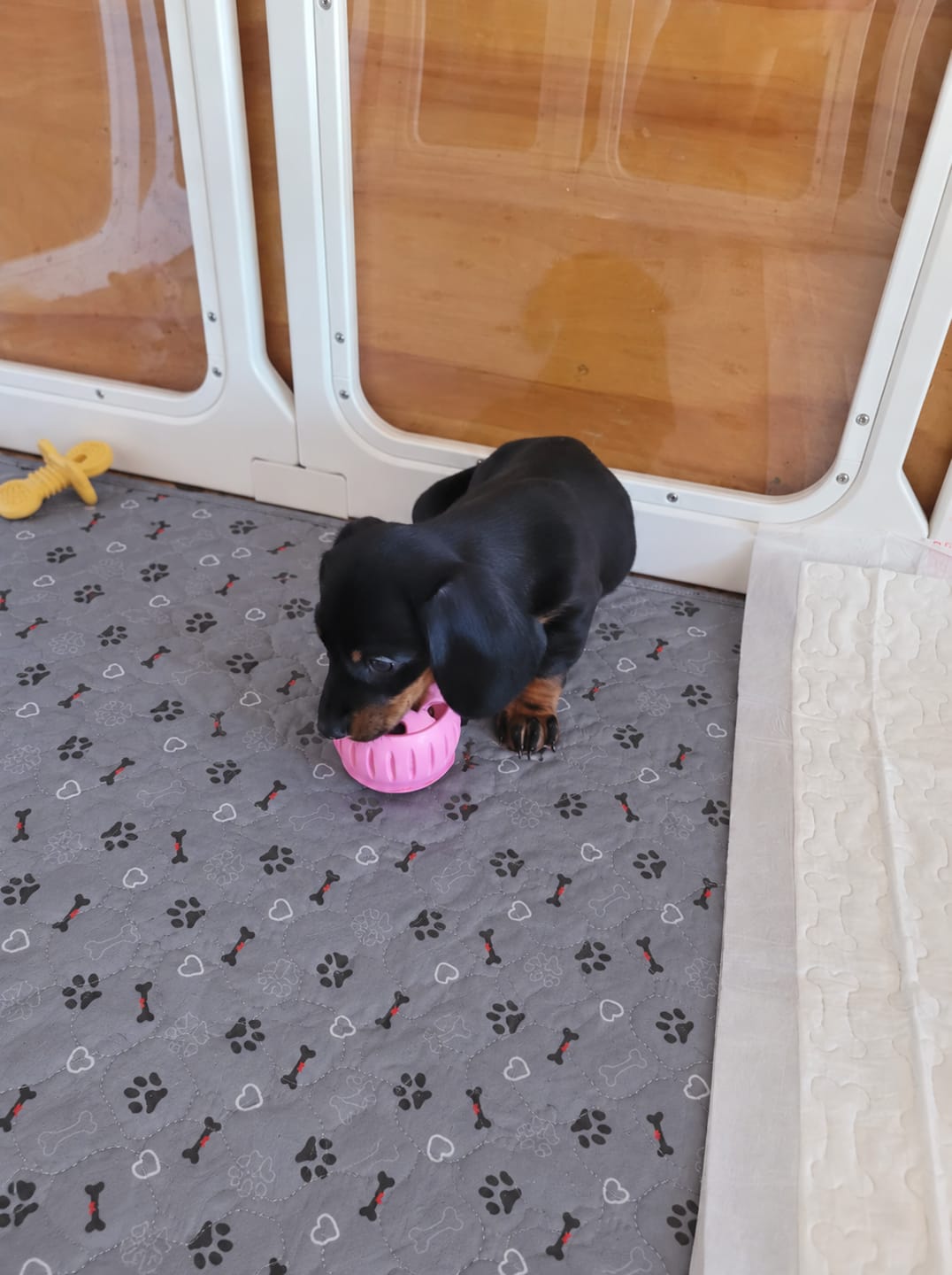 Customer photo review of Pawloo™ Tapete Inteligente para Perros