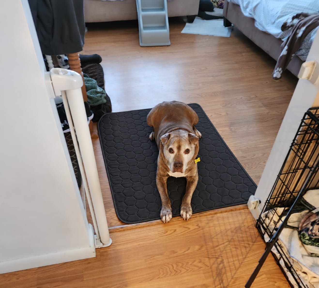 Customer photo review of Pawloo™ Tapete Inteligente para Perros
