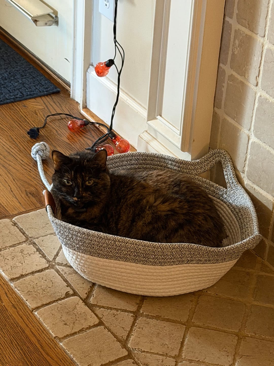 Customer photo review of Instinct Basket | Meet the first research-backed natural territory for indoor cats