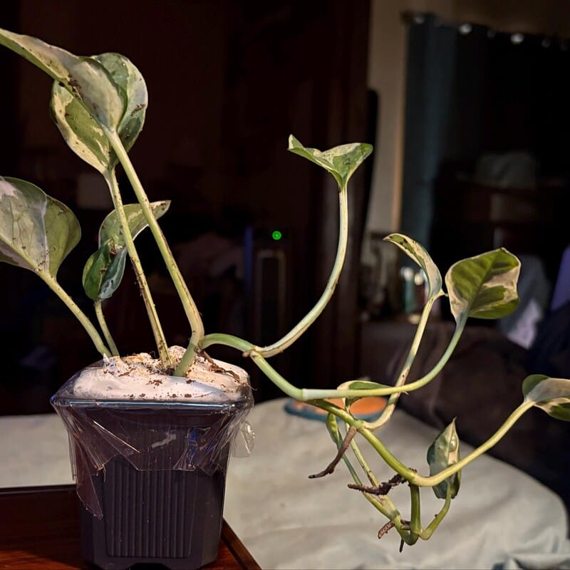 Customer photo review of N'joy Pothos Starter Plant in a 1.5” Pot - Low light indoor plant - Terrarium plant, Office plant, Gift plant