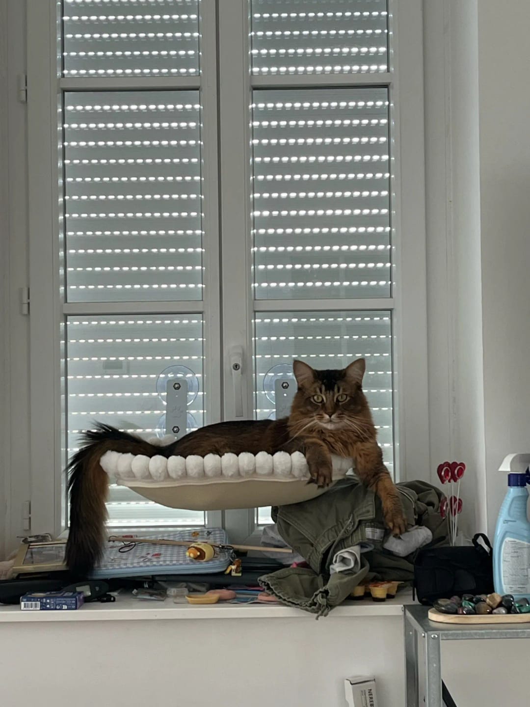 Customer photo review of Reversible Cat Window Perch Bed with Suction Cups