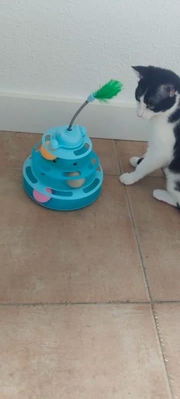 Customer photo review of Three Tier Cat Ball Track Toy with Feather Teaser