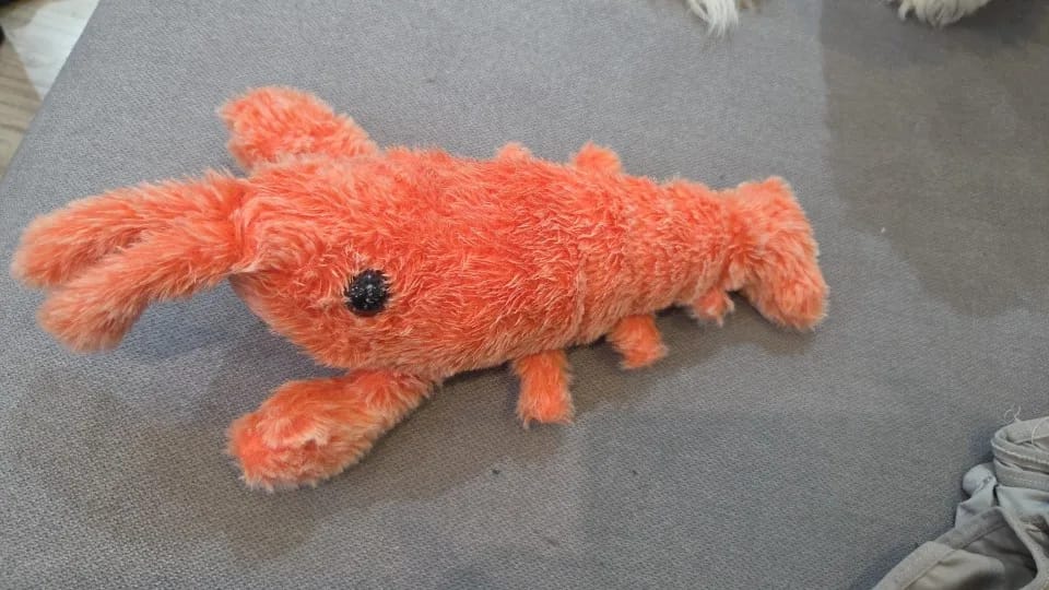 Customer photo review of Wiggling Lobster Plush Toy for Cats and Dogs
