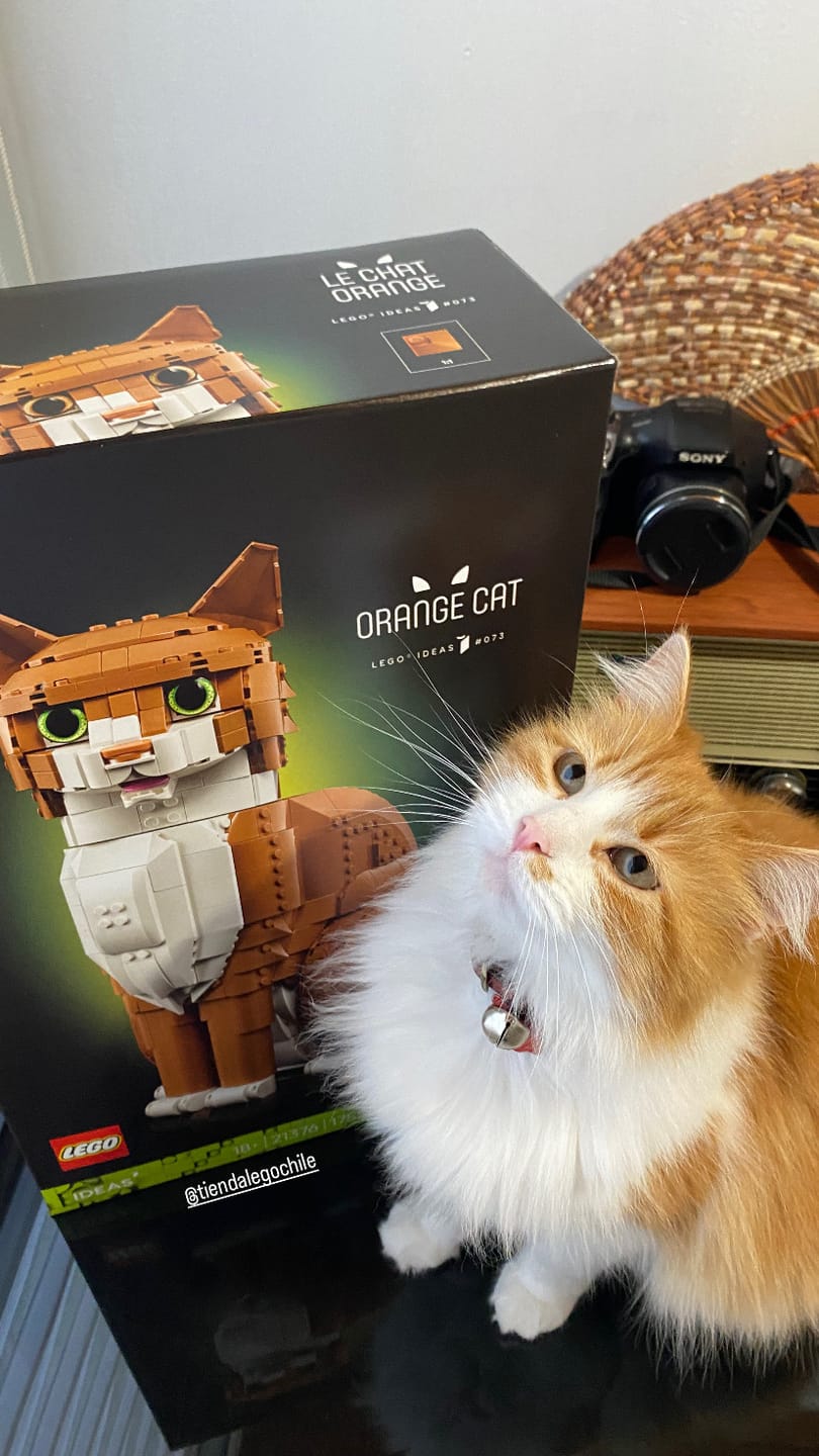 Customer photo review of Gato Naranja