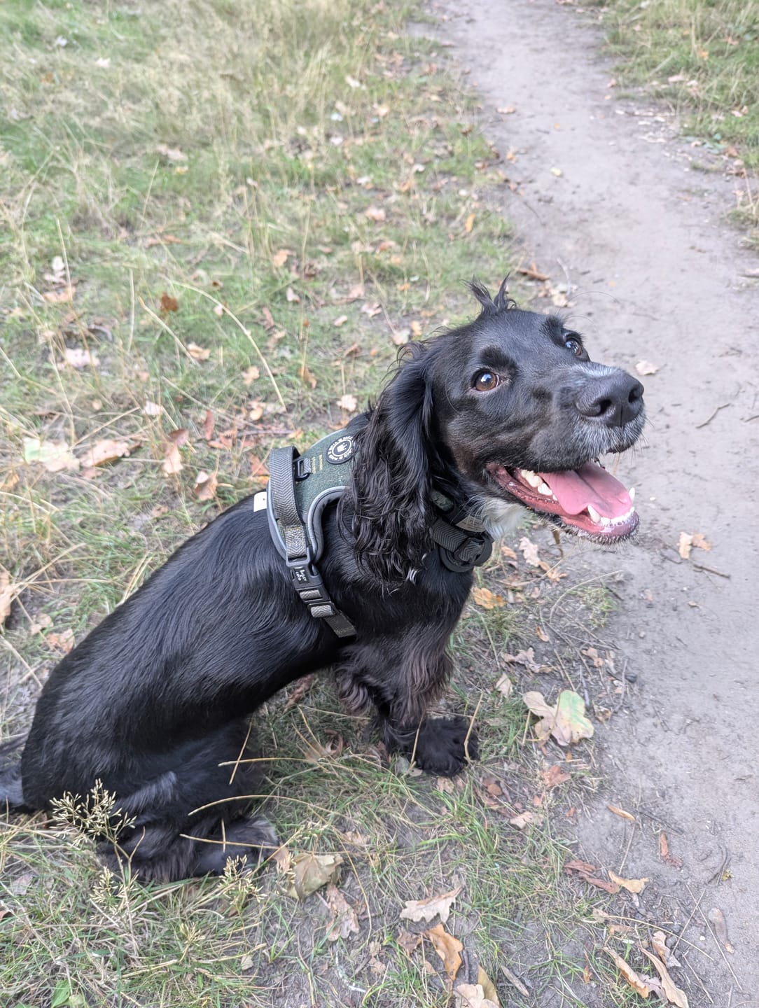 Customer photo review of Trail & Glow Tweed Dog Harness - Forest Tweed