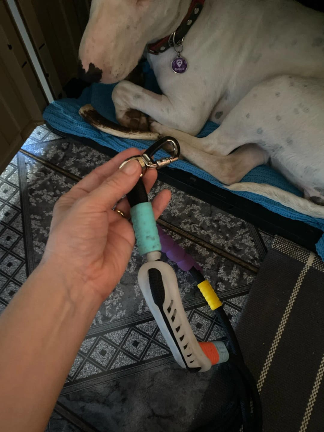 Customer photo review of Hands Free Dog Leash for Walking and Running