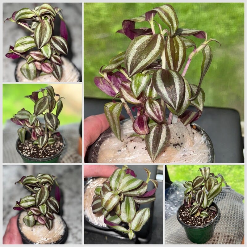 Customer photo review of Silver Wandering Jew Plant in 3" Pot