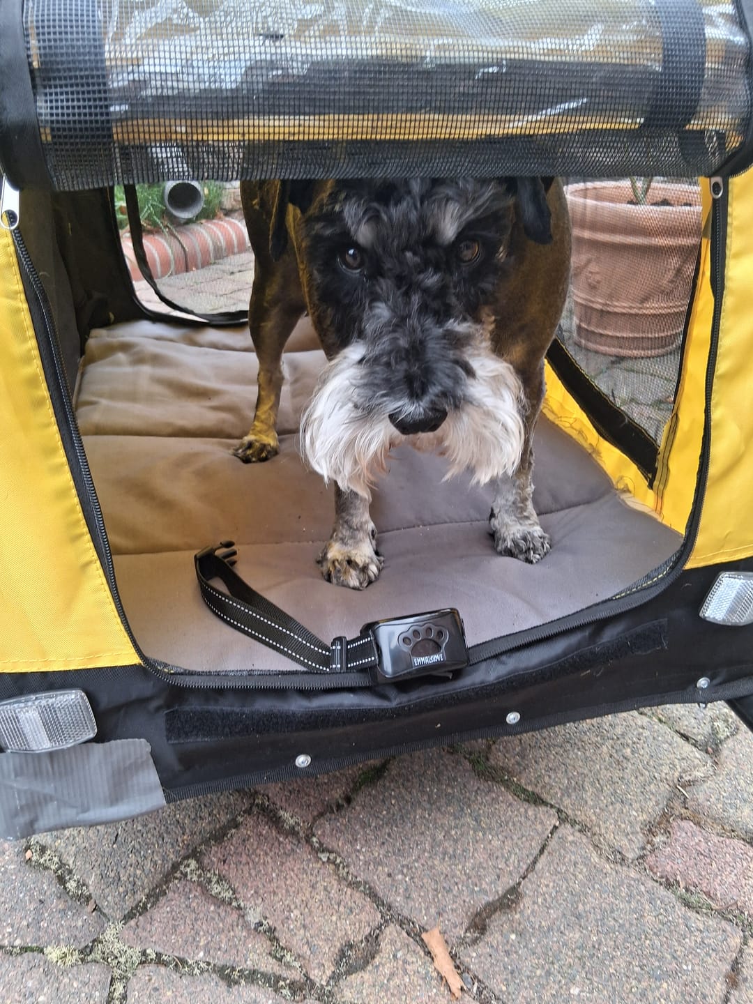 Customer photo review of Anti-Bell Halsband Hund ohne Strom – Vibration & Ton