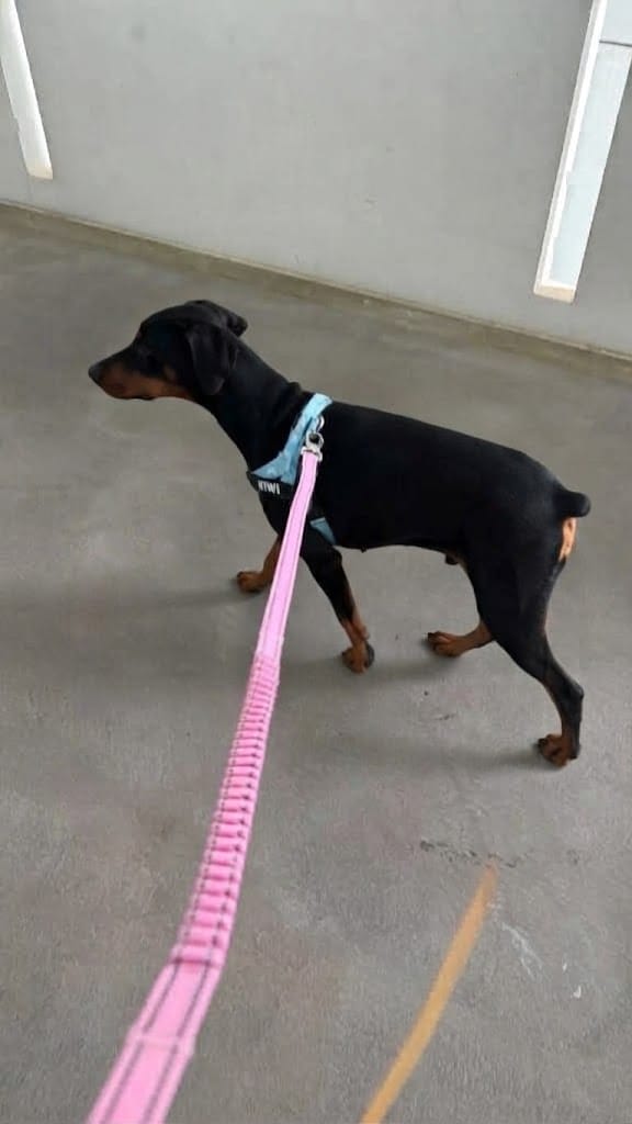 Customer photo review of Arnés personalizado para perros