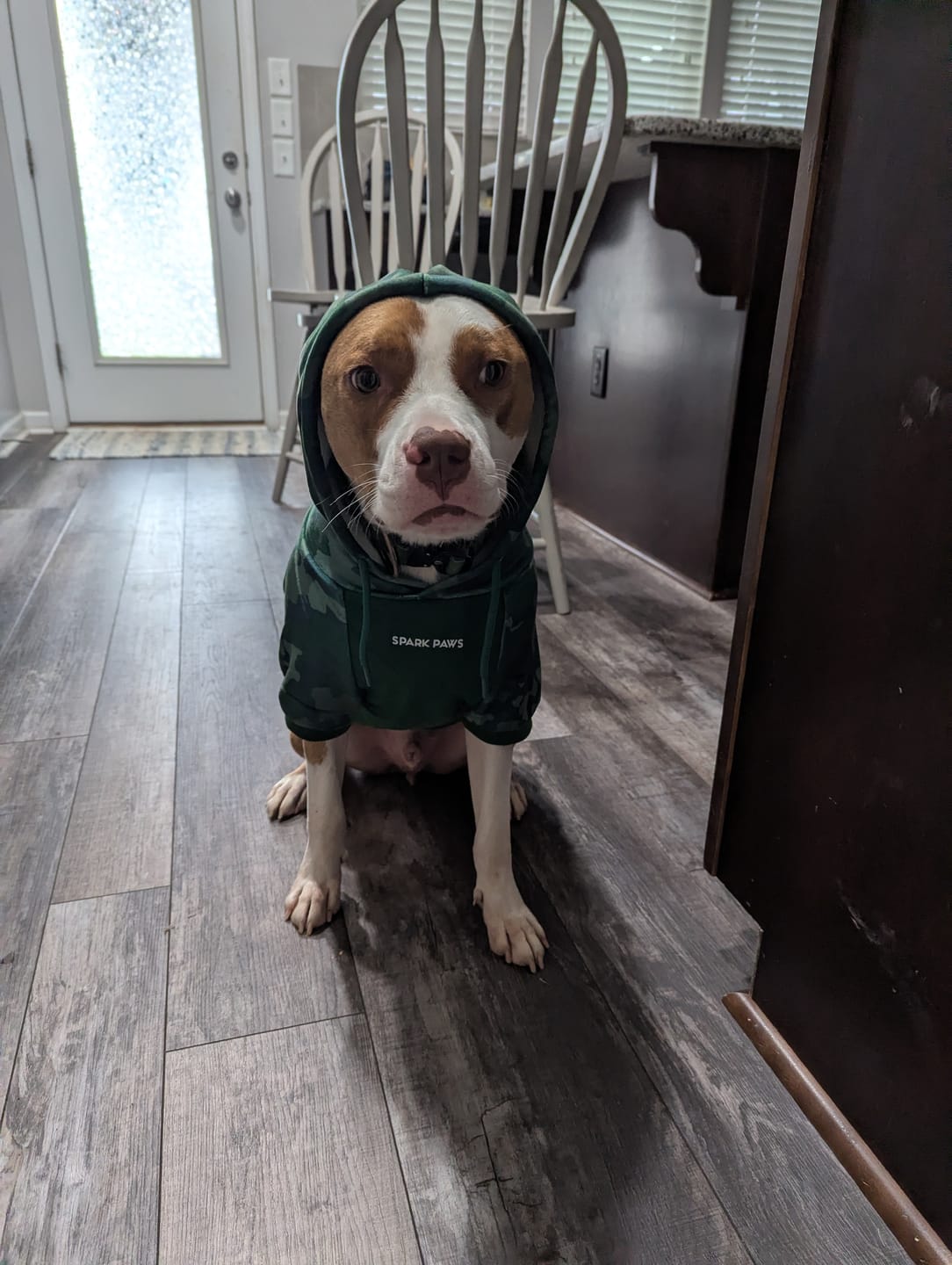 Customer photo review of Forest Camo Dog Hoodie