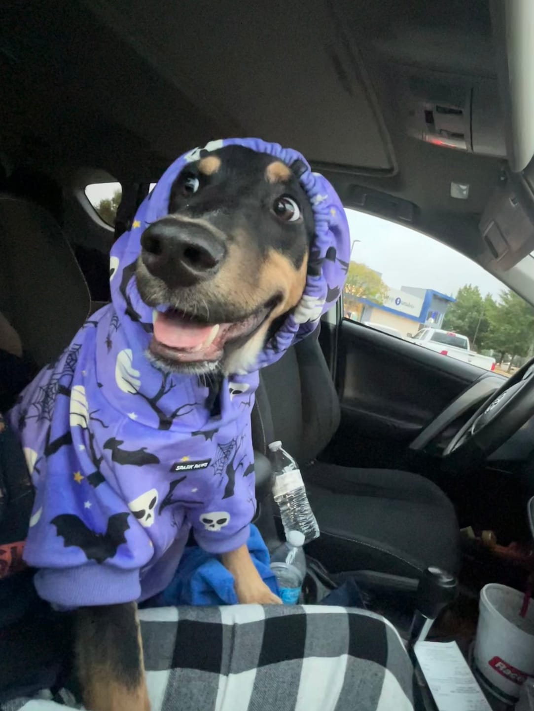 Customer photo review of Halloween Dog Hoodie - Purple