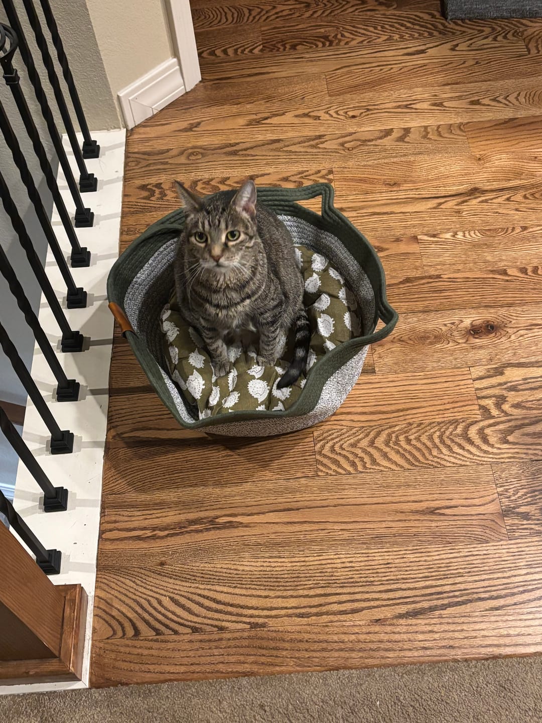 Customer photo review of Instinct Basket | Meet the first research-backed natural territory for indoor cats