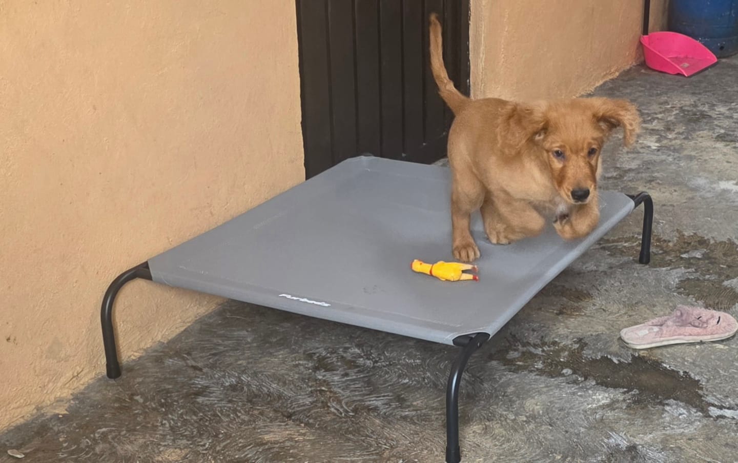 Customer photo review of Cama Elevada para Perros