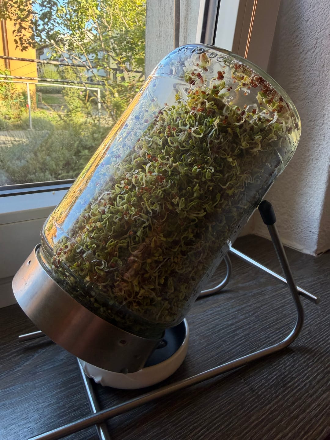 Customer photo review of Brokkoli Sprossen Bio 250g