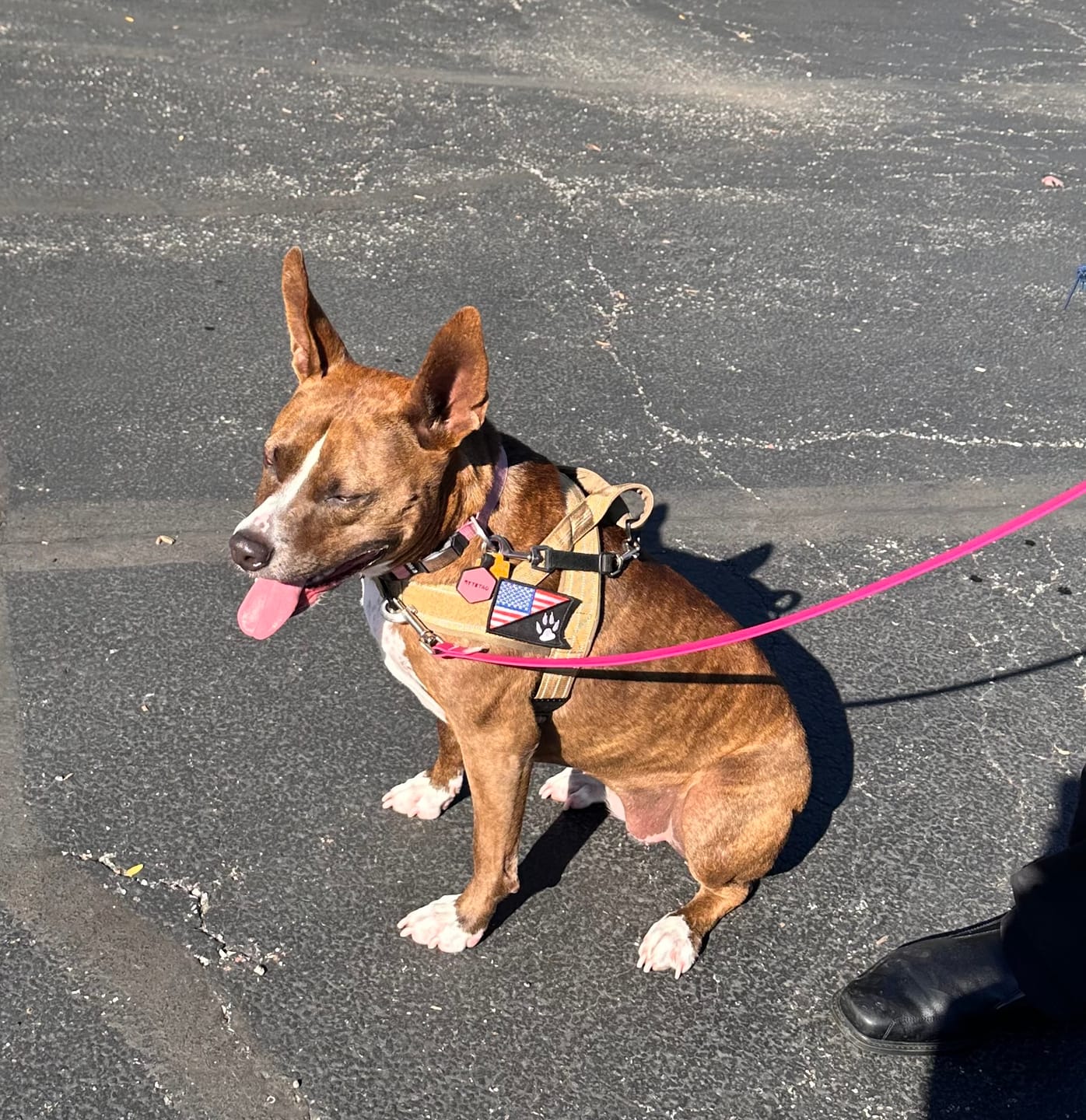 Customer photo review of NEW Team K9® Lightweight Personalized No Pull Dog Harness with a Quick-Release Metal Buckle, Reinforced Front & Back V-Rings, Hook & Loop Panels, Padded Adjustable Straps, Top Handle, & Reflective Stitching