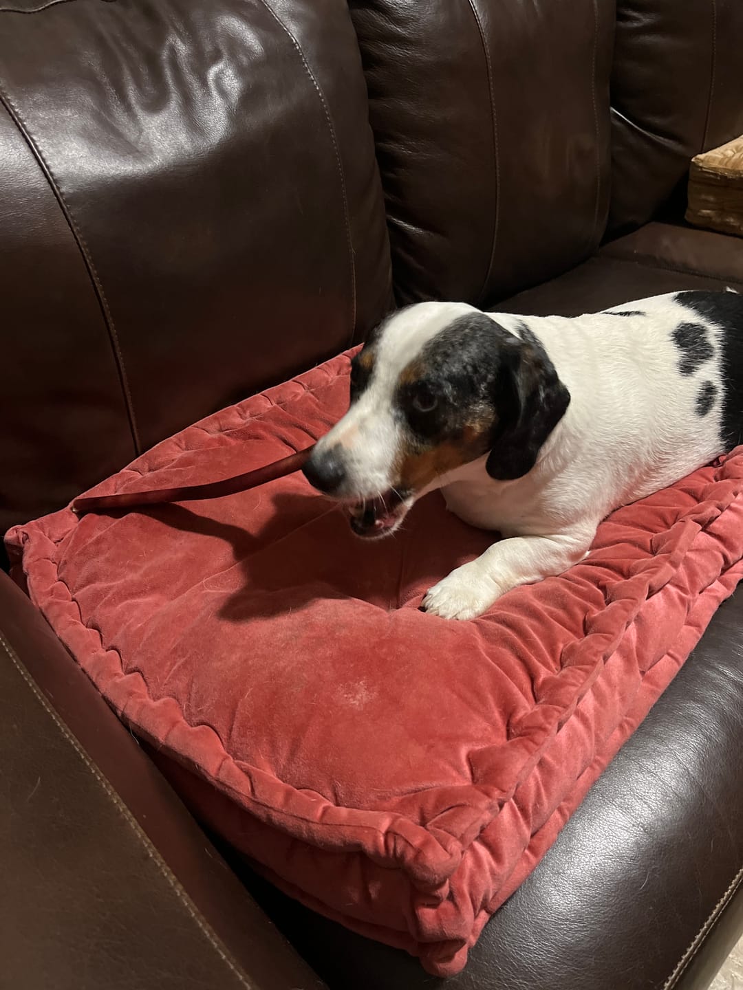 Customer photo review of 12 Inch Thick Bully Stick