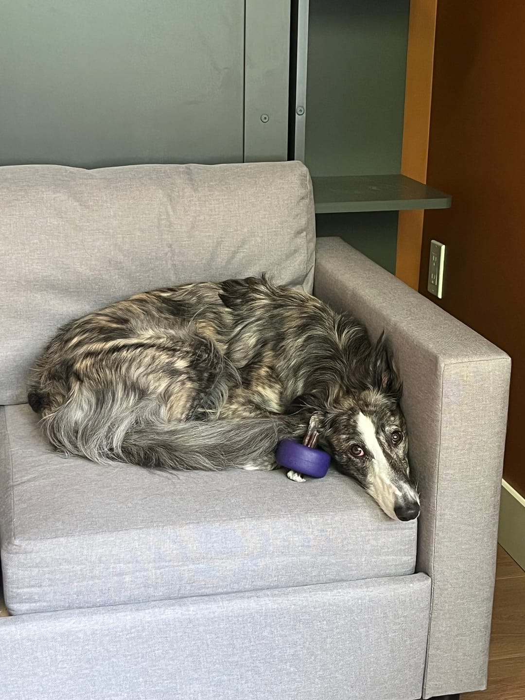 Customer photo review of 12 Inch Standard Bully Stick