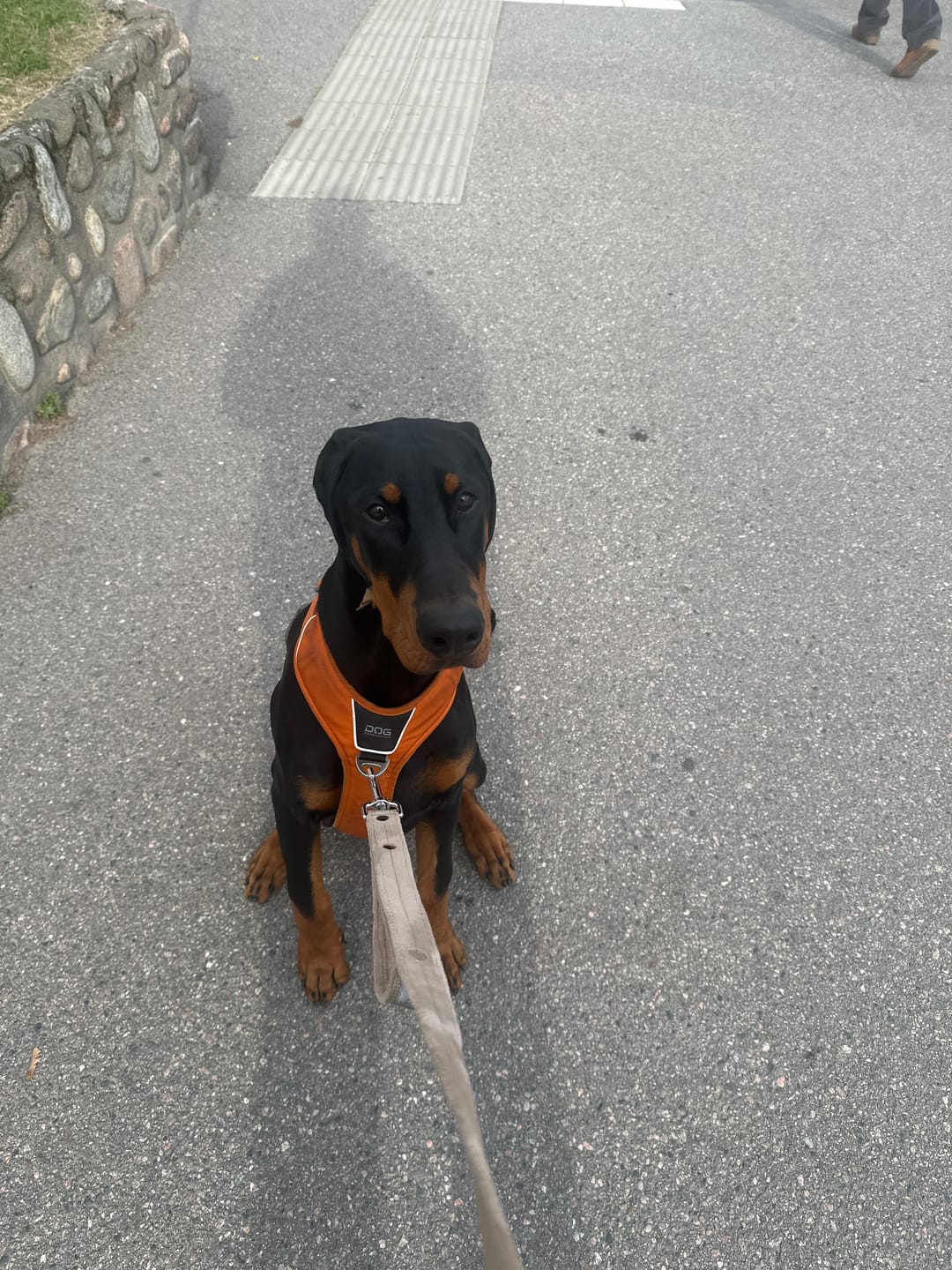 Customer photo review of Guard Leash Safe Beige - Väktarkoppel med handtag & reflex