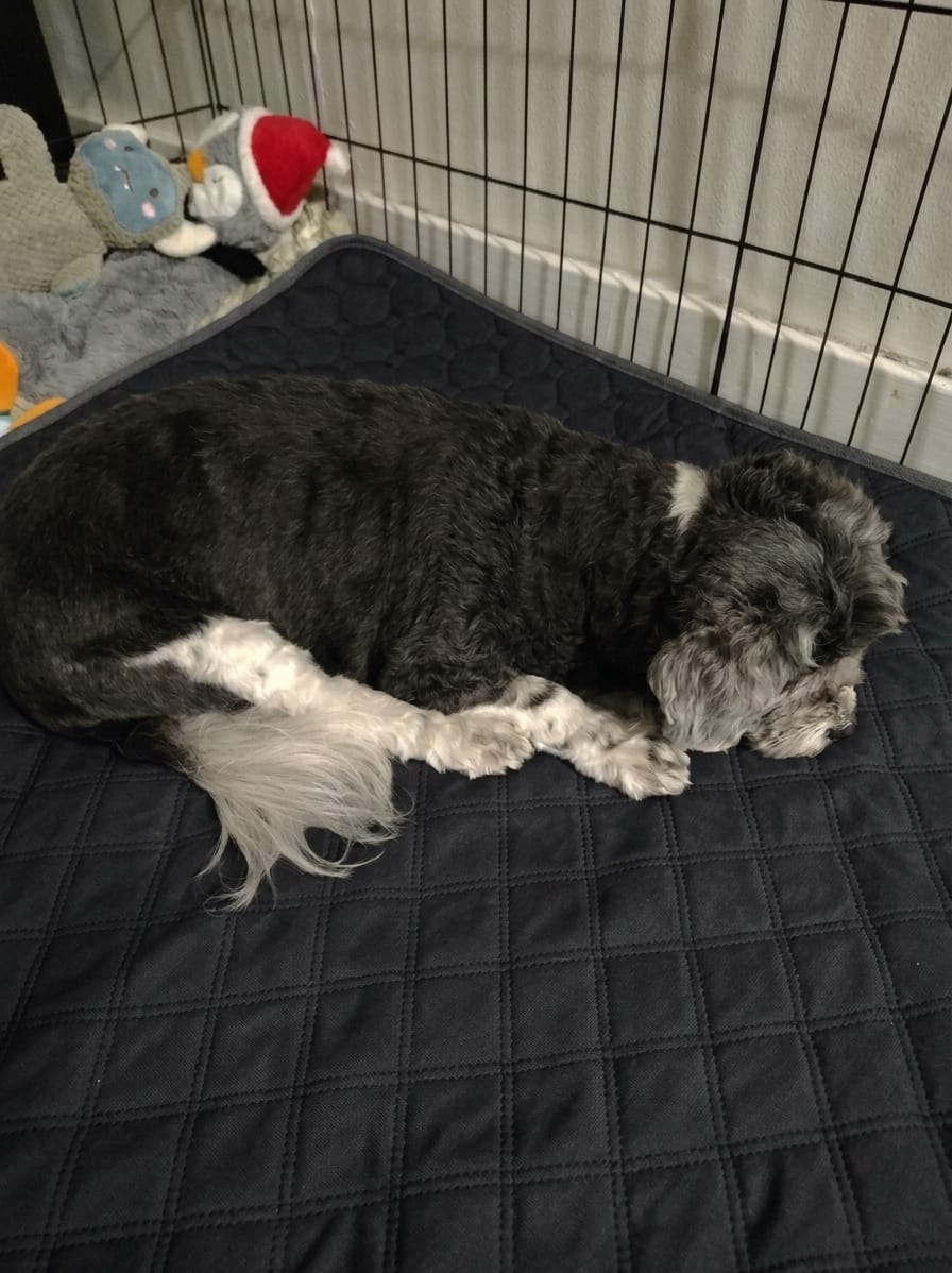Customer photo review of Pawloo™ Tapete Inteligente para Perros