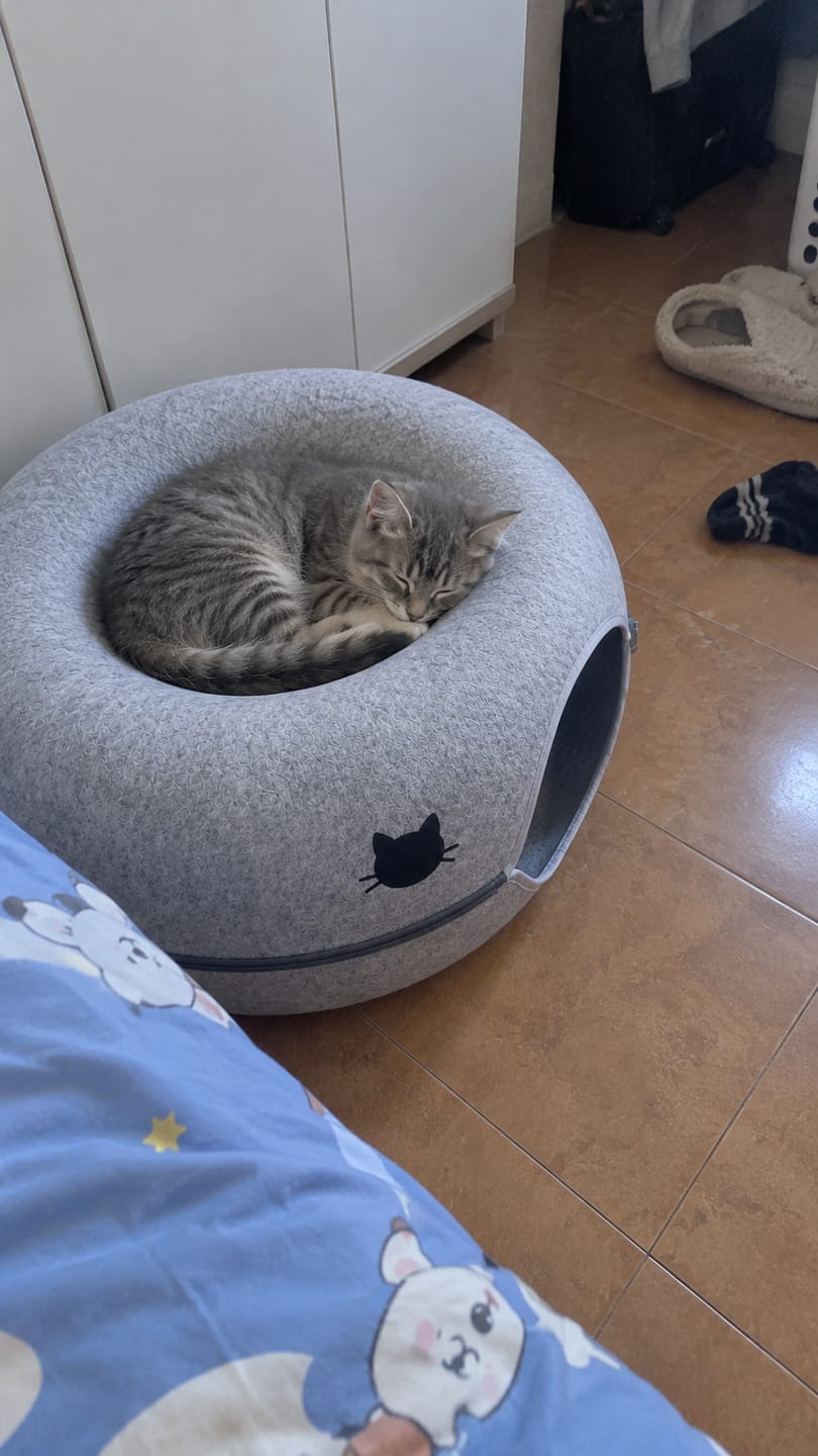 Customer photo review of Túnel Antiaburrimiento para Gatos