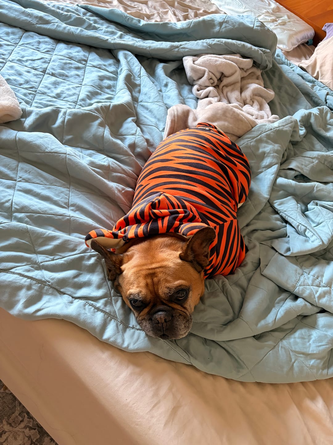 Customer photo review of Halloween Dog Hoodie - Tiger