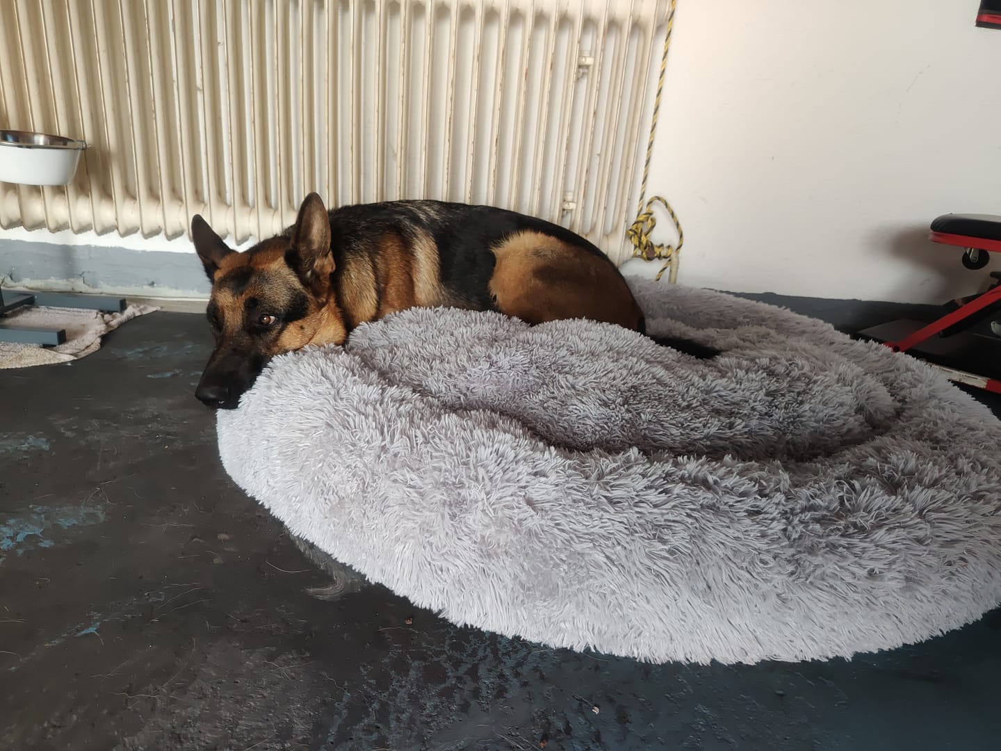 Customer photo review of Puppery Hundebett Wolke 7 - Das Original