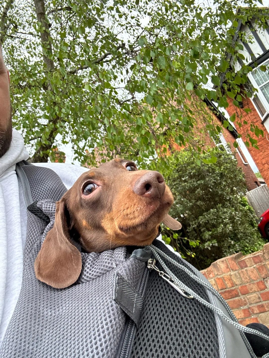Customer photo review of Hands Free Pet Sling Carrier with Inner Safety Leash