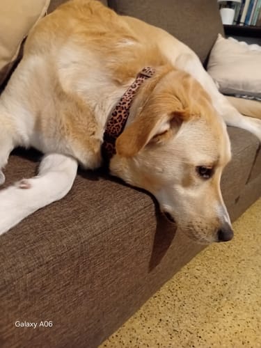 Customer photo review of Collar Leopard (Perro)