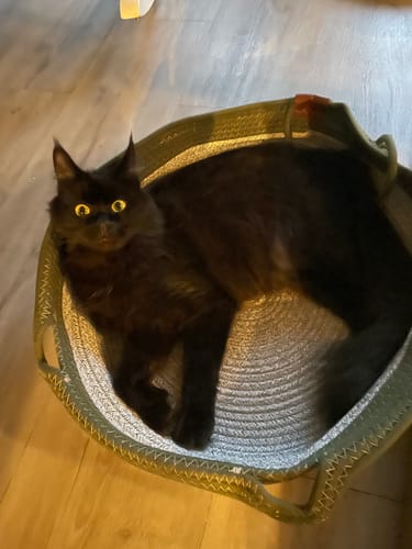 Kundenbewertung zeigt eine schwarze Katze, die entspannt in einem runden grünen Fellnest Katzenkorb liegt.