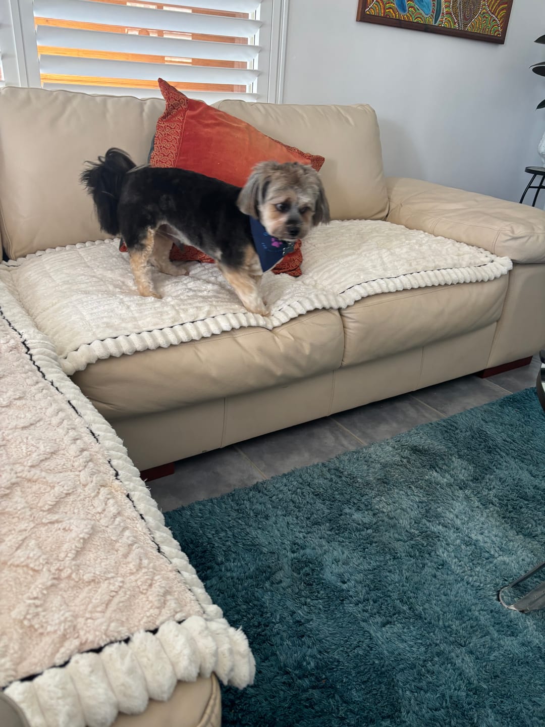 Customer photo review of Cosy Couch - Couch Cover
