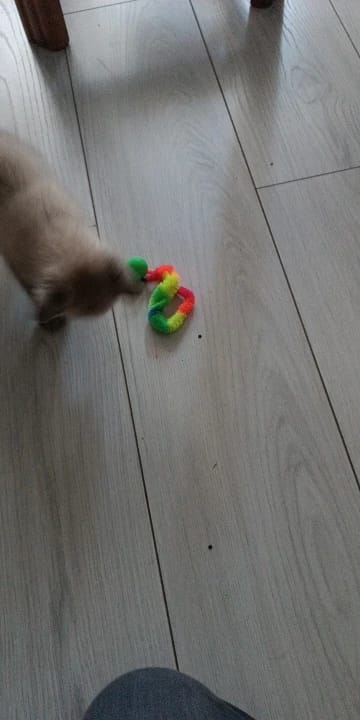 Customer photo review of Bouncy Cat Toy Balls with Fuzzy Worm Tails