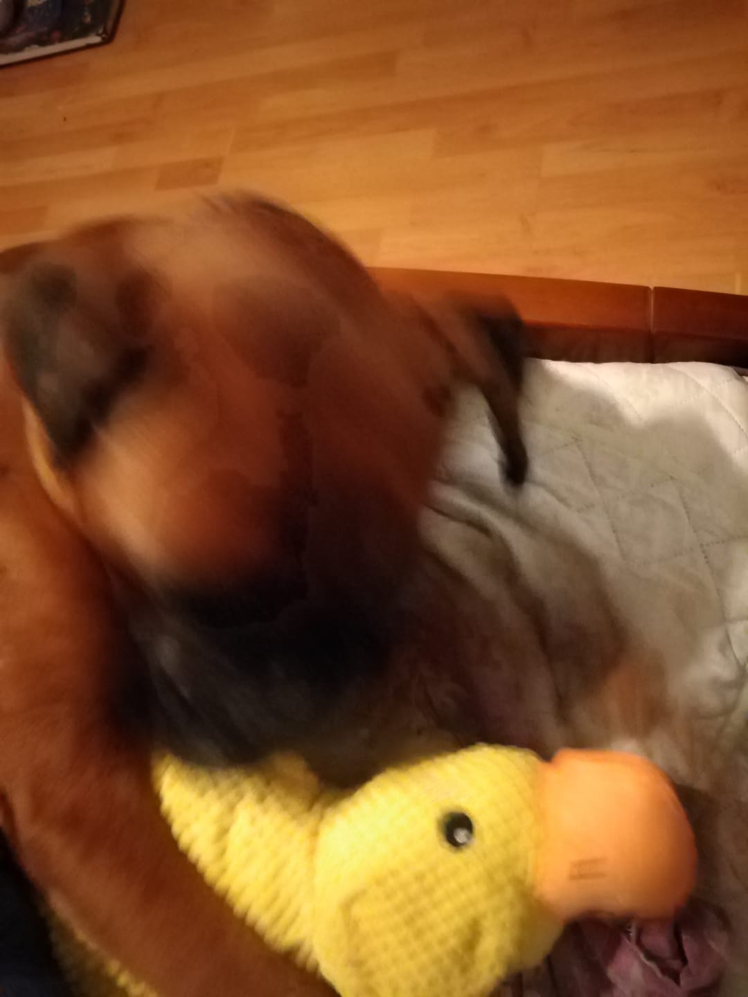 Customer photo review of Smirujuća Patka Za Pse