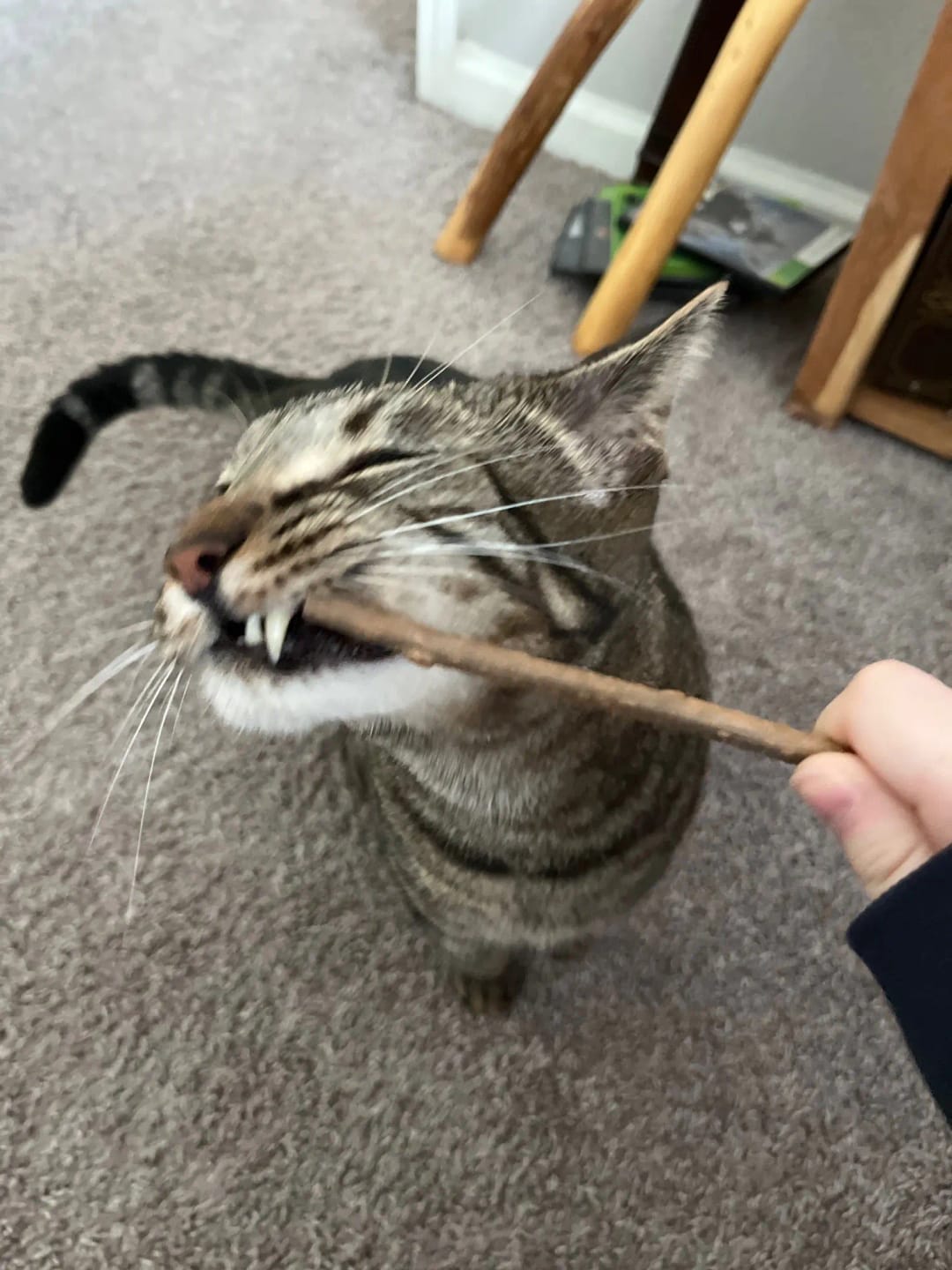 Customer photo review of Extra Long Silvervine Cat Chew Stick for Indoor Cats