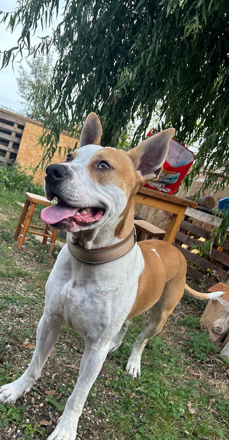 Customer photo review of Martingale collar - Tan/ Chocolate
