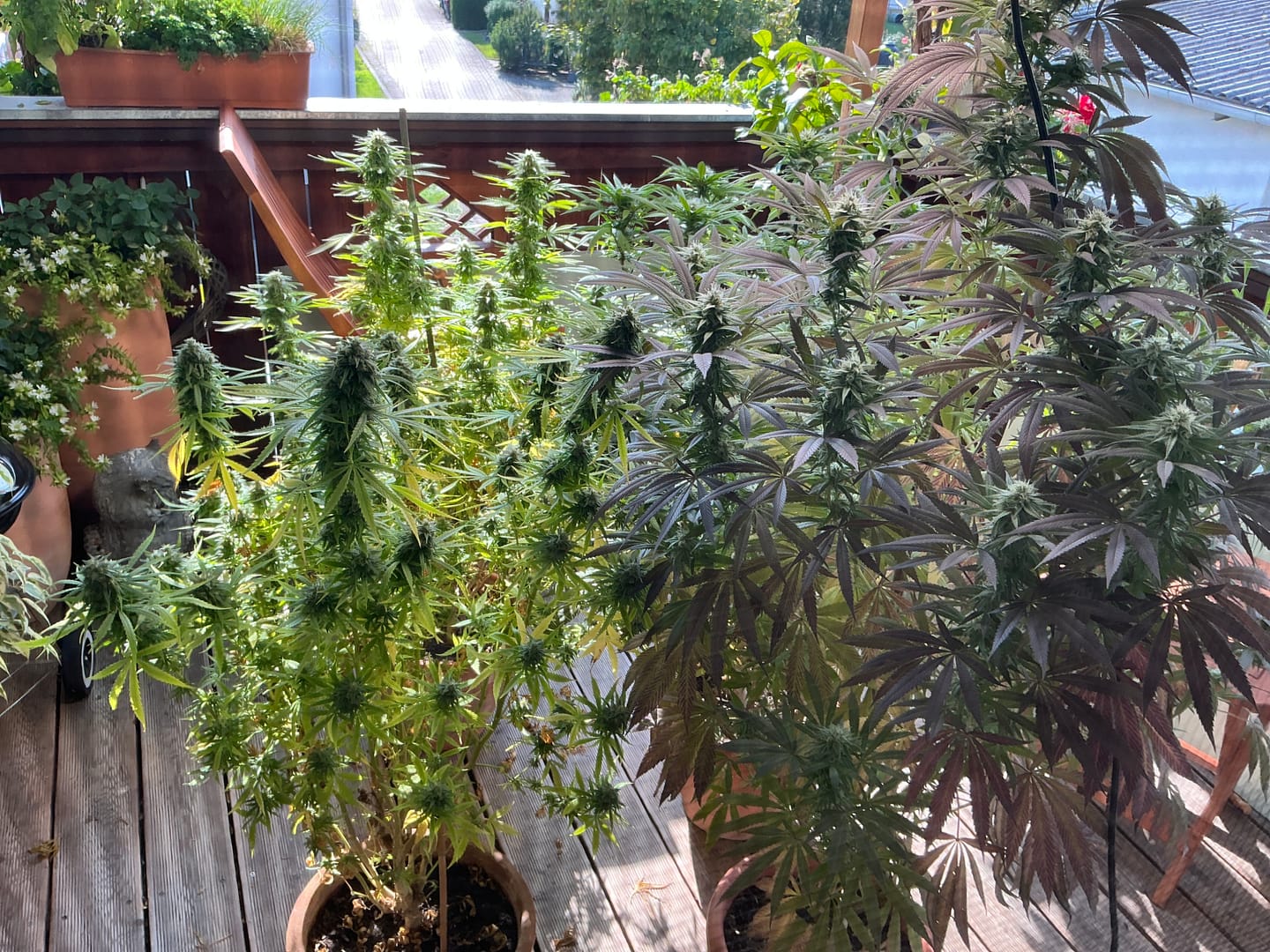 Customer photo review of Hesi Bio Grow