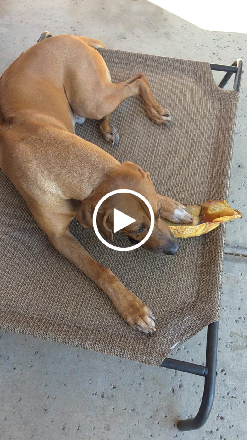 Customer video review of Chest Bone (11" x 6"x 3”): The Durable, Flavor-Packed Chew for Light and Moderate Chewers