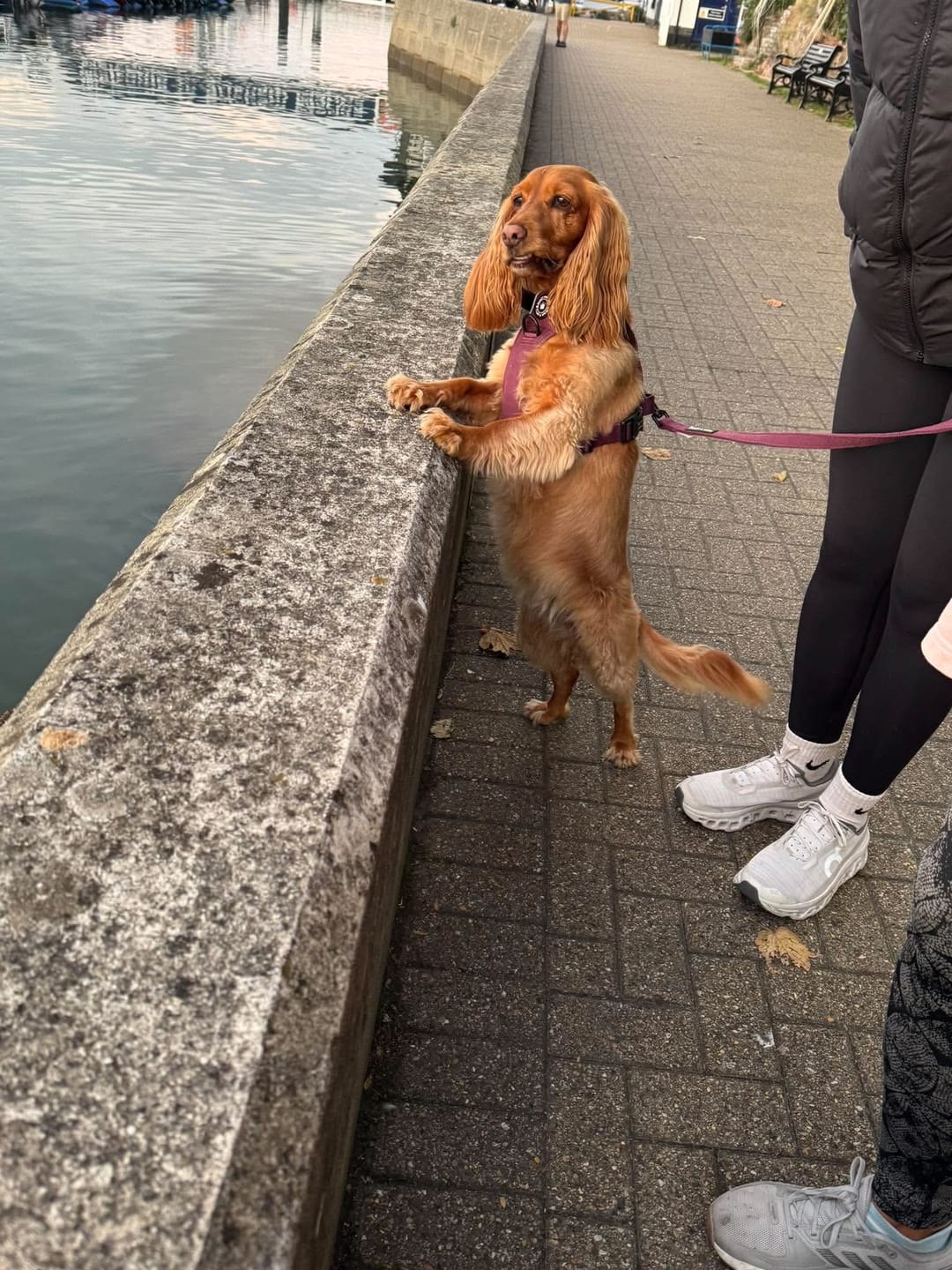 Customer photo review of Fabric Dog Lead 5ft - Mulberry Tweed