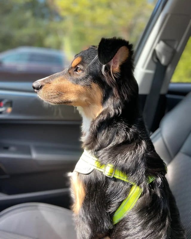 Customer photo review of Hip & Joint Chew