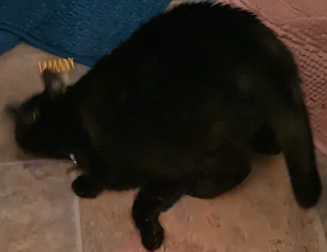 Customer photo review of Extra Long Silvervine Cat Chew Stick for Indoor Cats