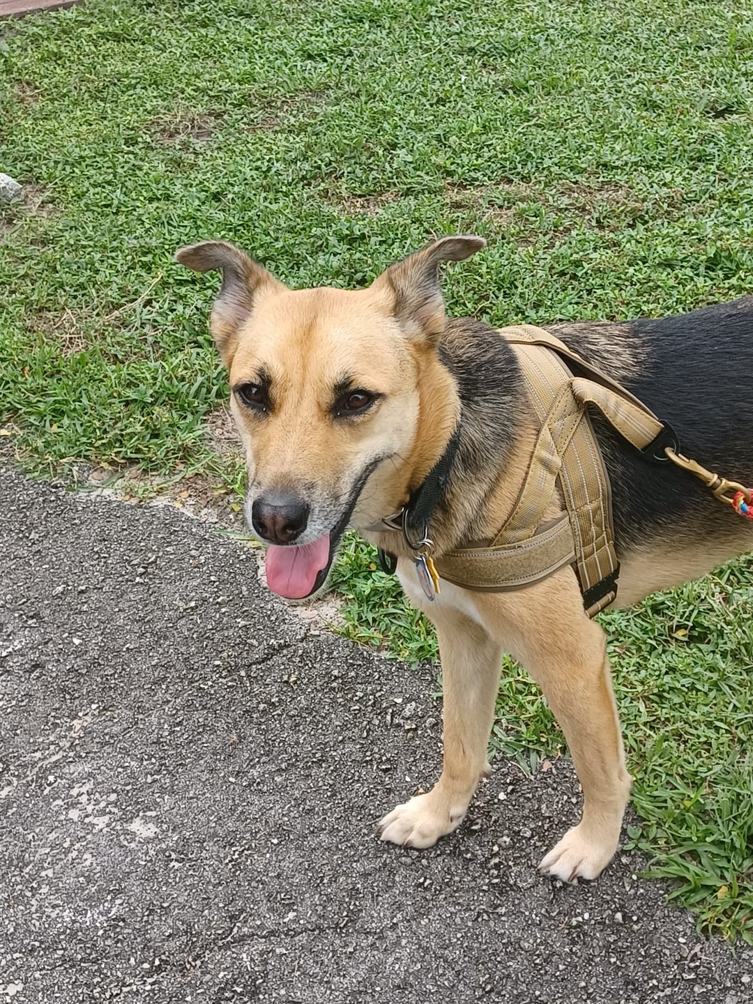 Customer photo review of NEW Team K9® Lightweight Personalized No Pull Dog Harness with a Quick-Release Metal Buckle, Reinforced Front & Back V-Rings, Hook & Loop Panels, Padded Adjustable Straps, Top Handle, & Reflective Stitching