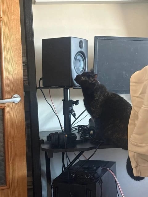 Customer photo review of Automatic Door Hanging Cat Toy with Three Feather Mice