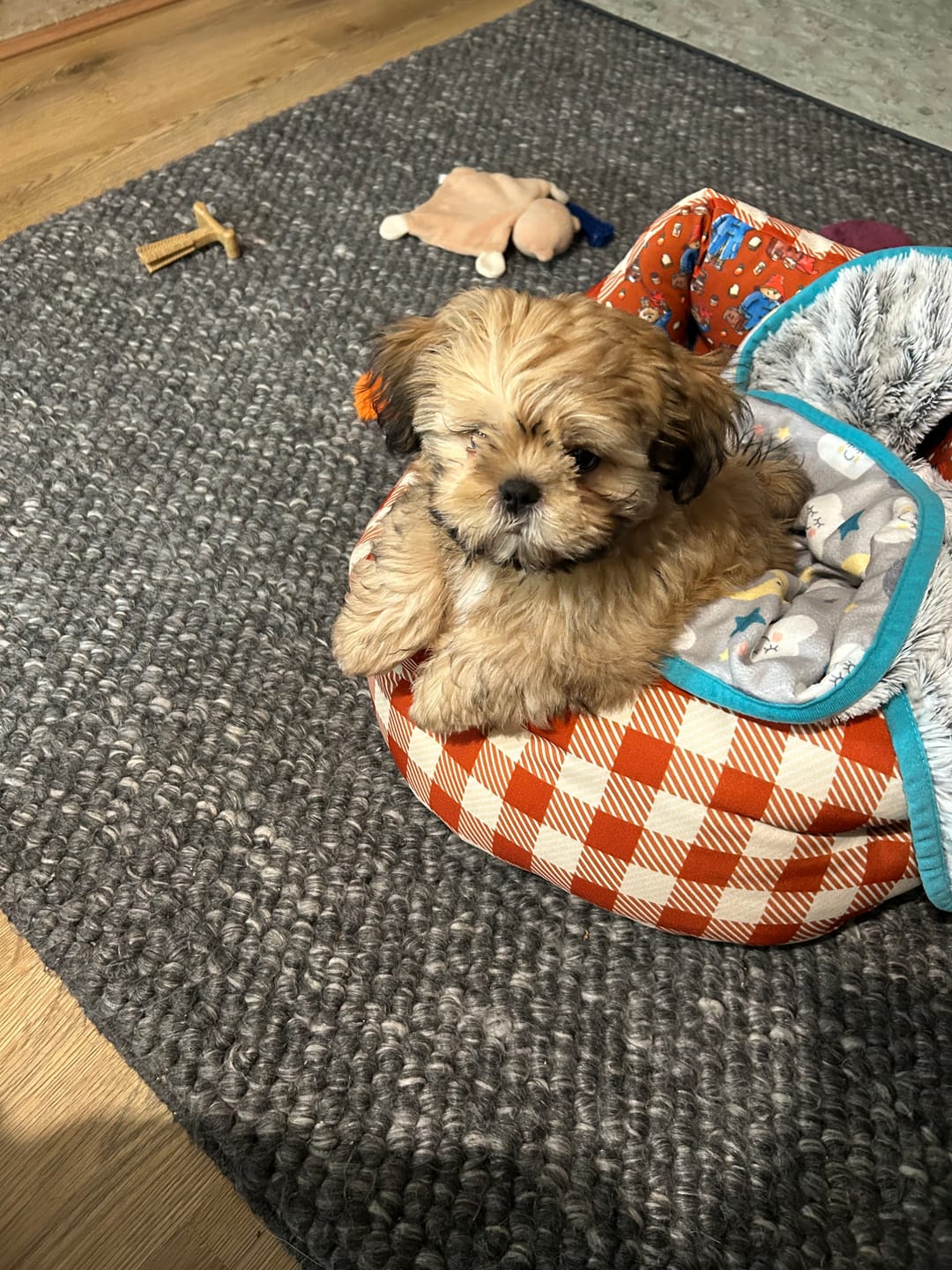 Customer photo review of Dog Bed - Paddington™