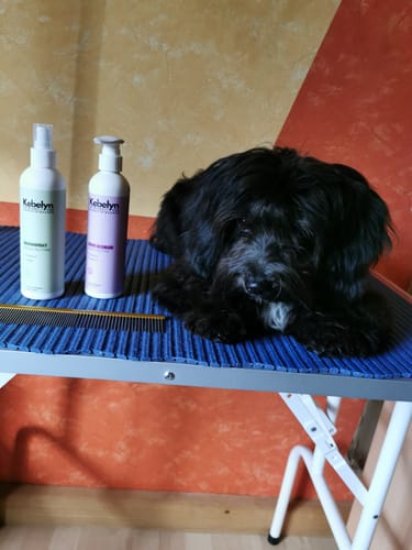 Reviewer's Havanese dog resting next to the Fellspray für Hunde bottles and a grooming comb on a table.