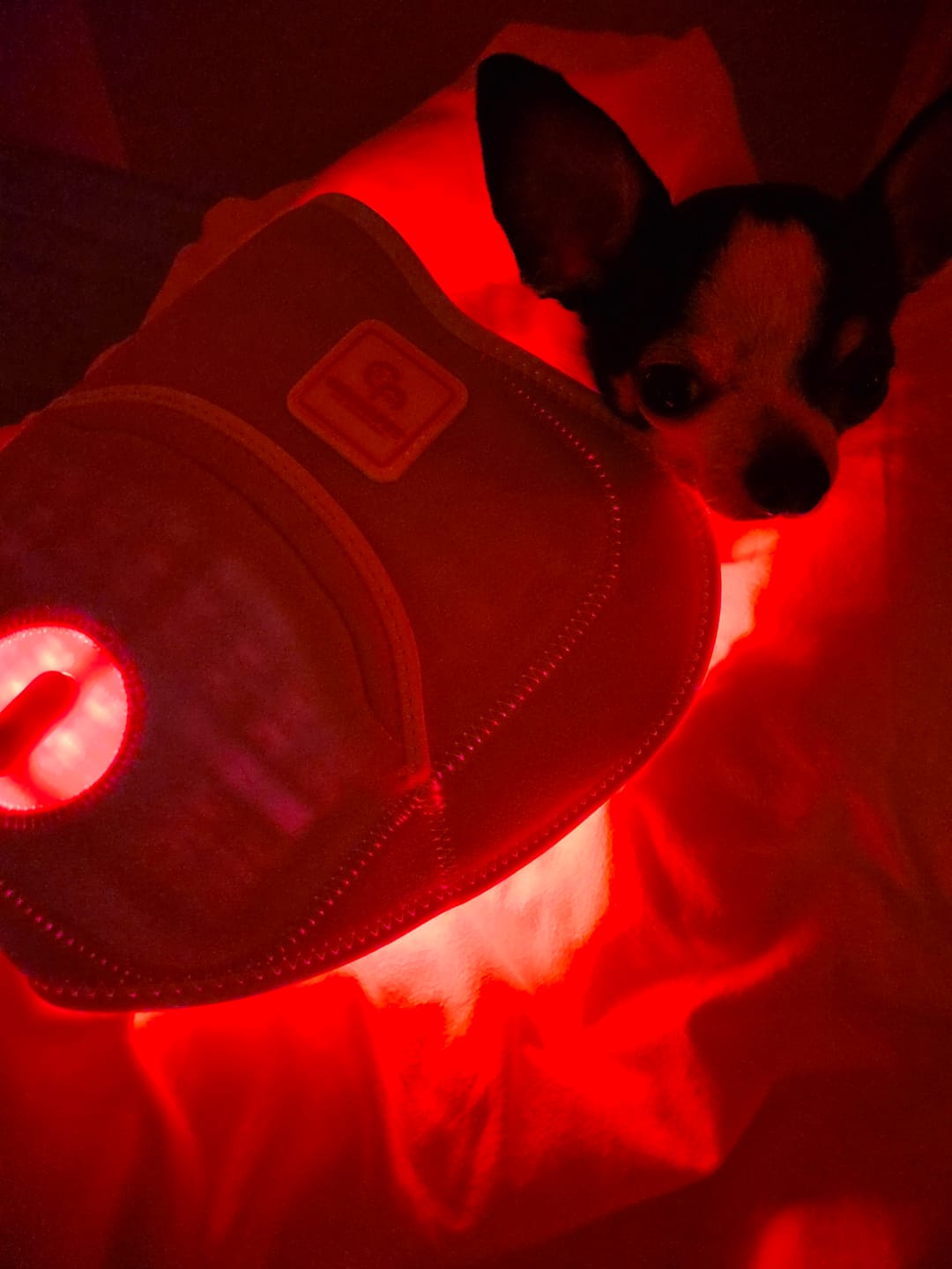 Customer photo review of Red Light Therapy Warm Pad (Small to Large sized dogs)