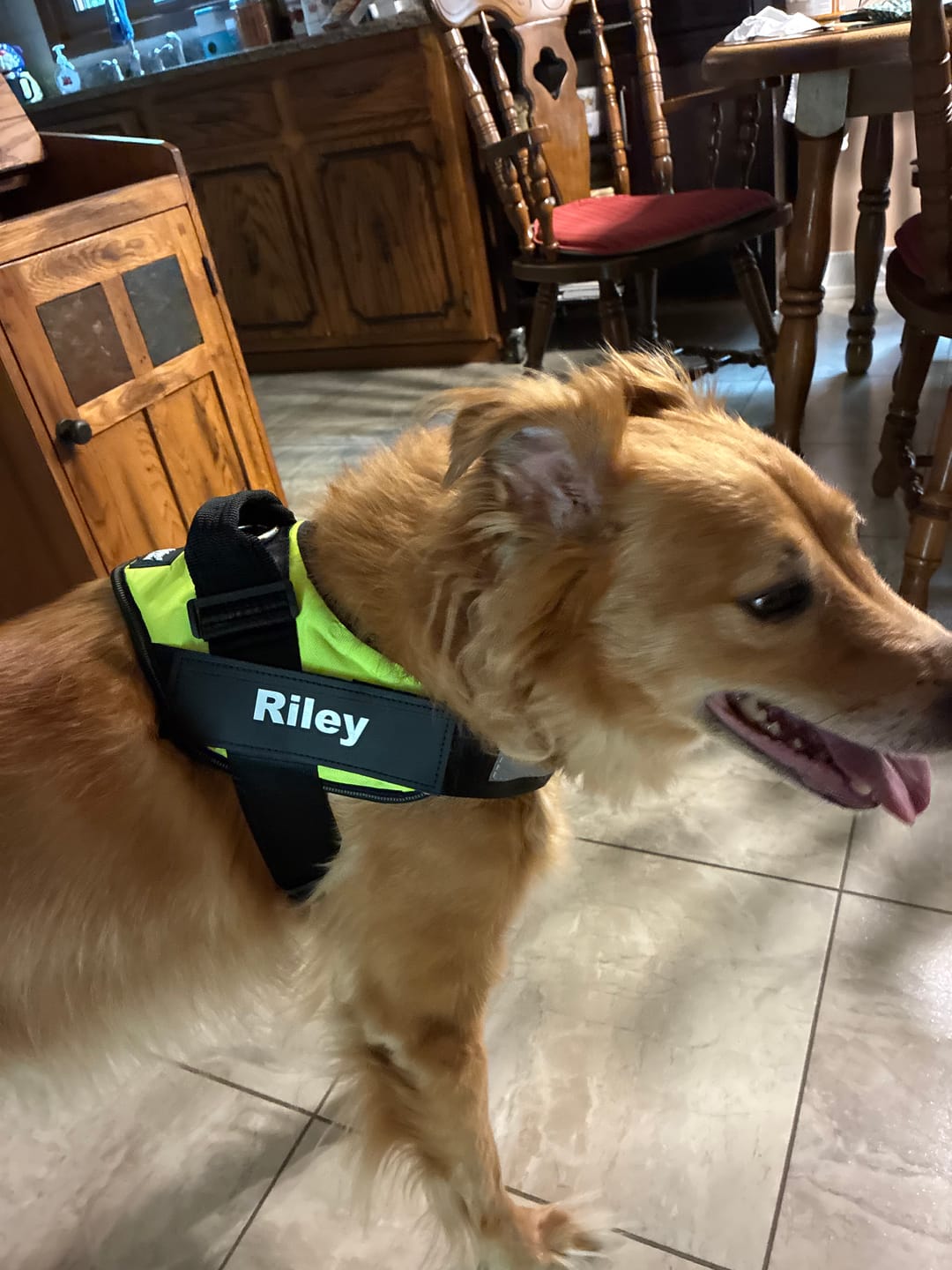 Customer photo review of SCOBYDOG No Pull Harness