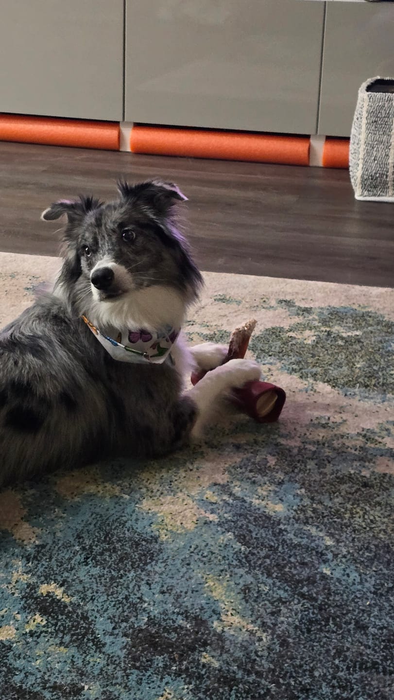Customer photo review of 6 Inch Monster Bully Stick